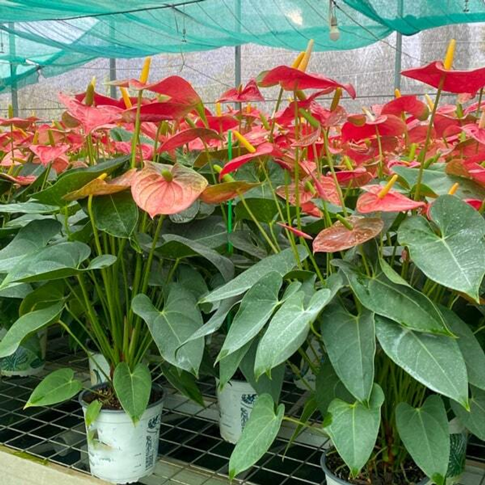 Антуриум Андре MAUI RED