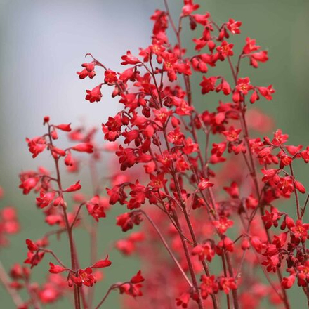 Гейхера кроваво-красная "Coral Forest". Heuchera sanguinea "Coral Forest".
