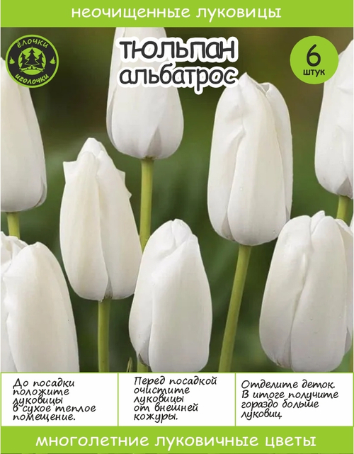 Тюльпан Альбатрос 6+ луковиц