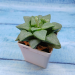 Haworthia Comptoniana Hybride hybrid (Хавортия)