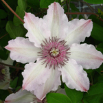 Клематис Fair Rosamond (Фэйр Розамунд)  Стандарт поставки Р9