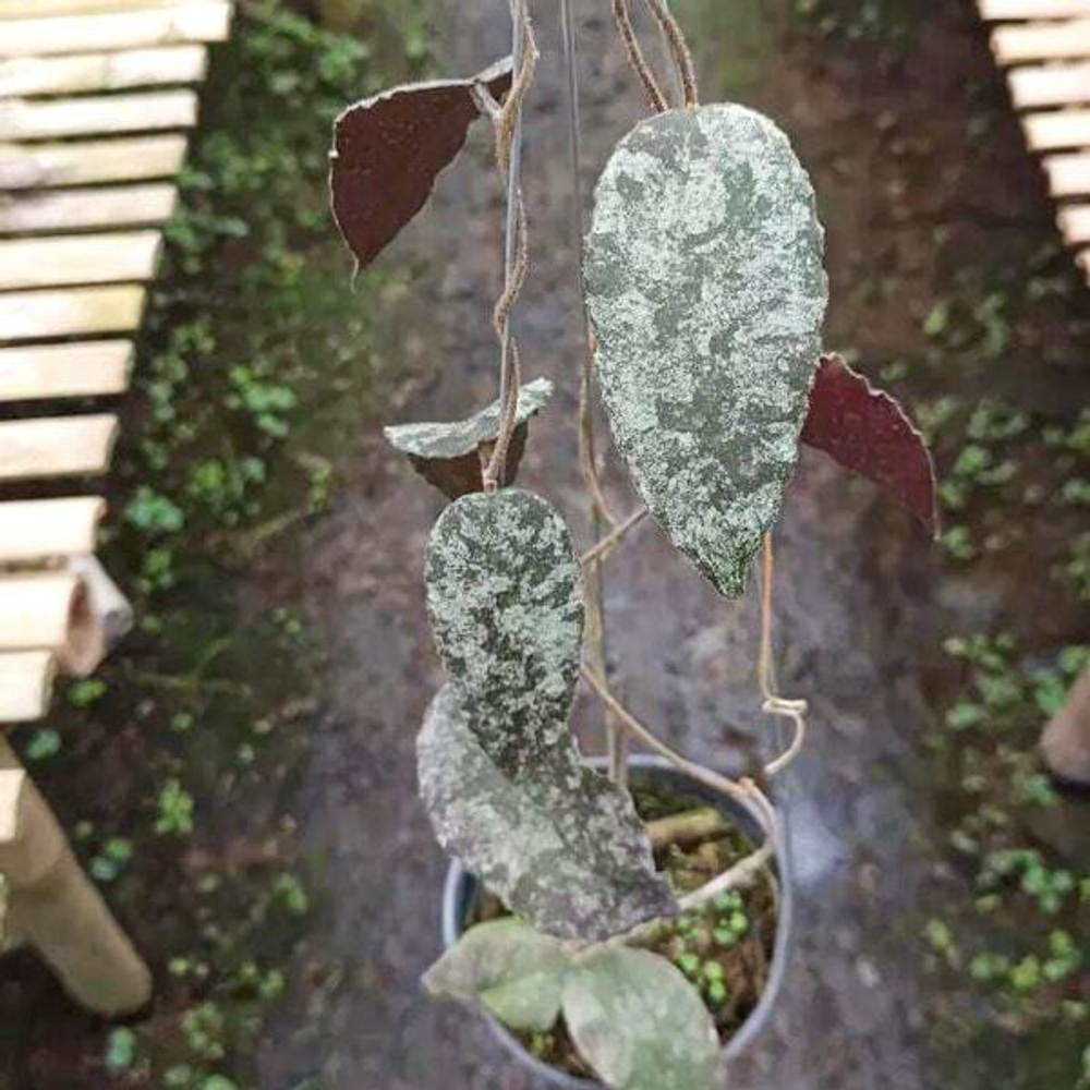 Хойя CAUDATA ACEH RED SPLASH