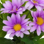 Цветочная композиция «Поцелуй лета» Хризантема сиреневая 20см