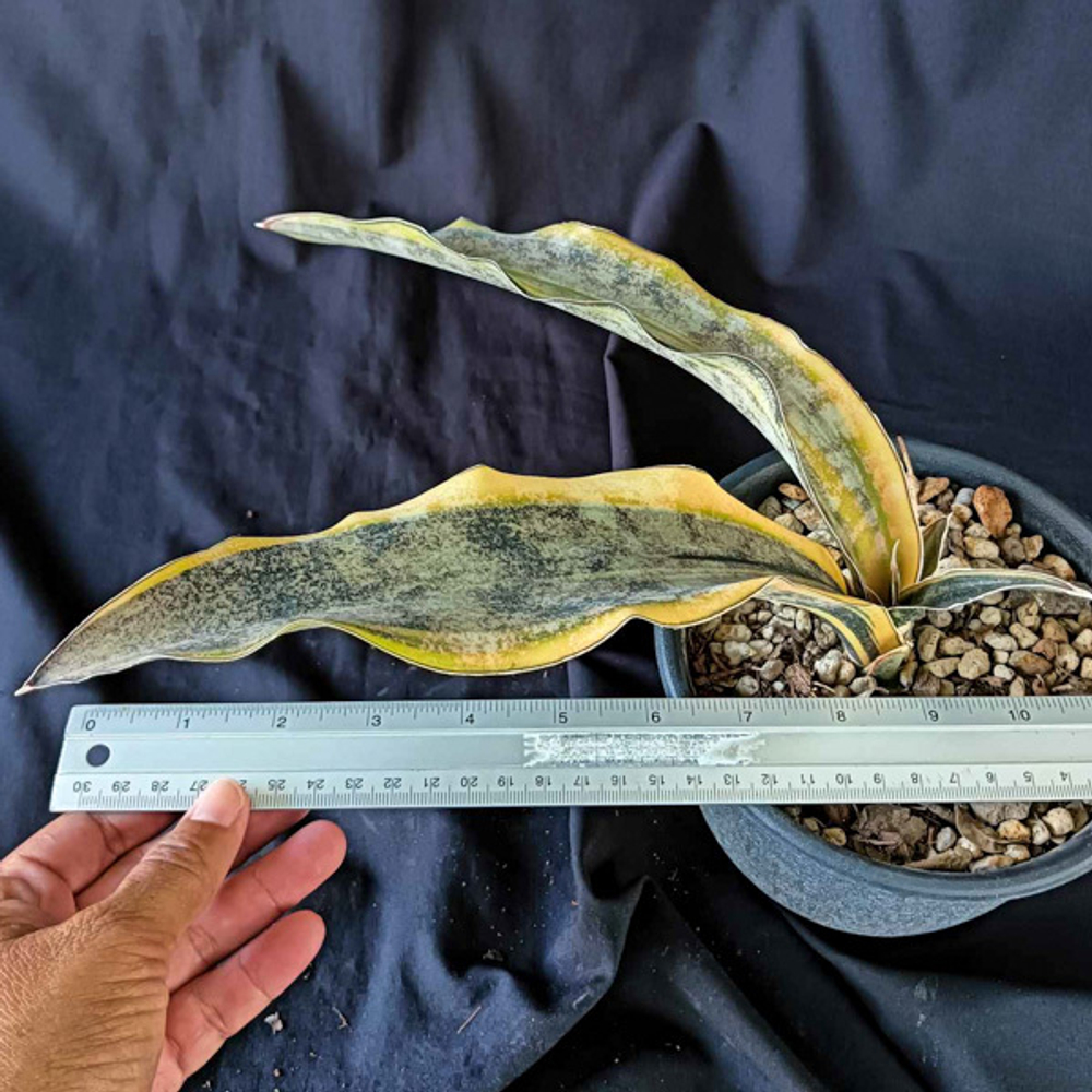 Сансевиерия KIRKII VAR PULCHARA