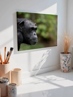 Картина на стену 40 X 50 Обезьяна