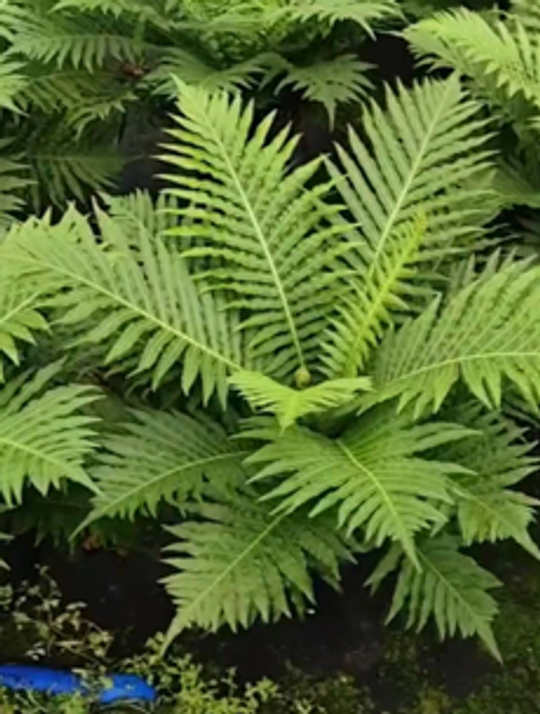 Папоротник Blechnum gibbum д.14