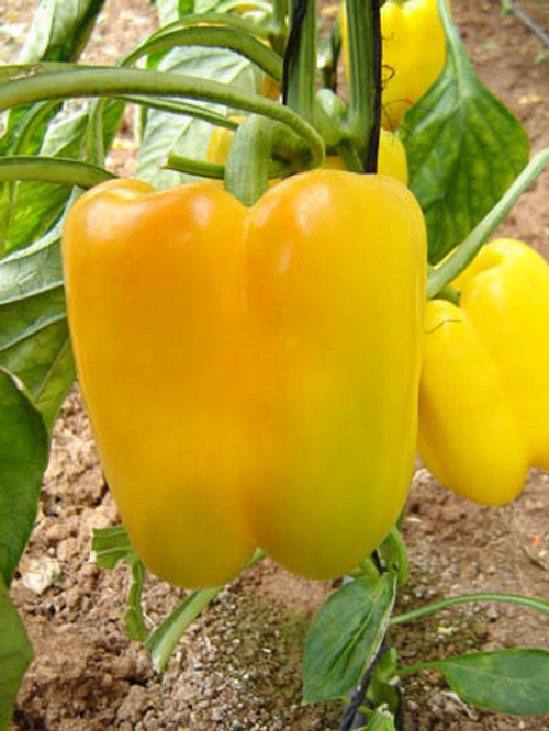 Перец сладкий Джоли F1