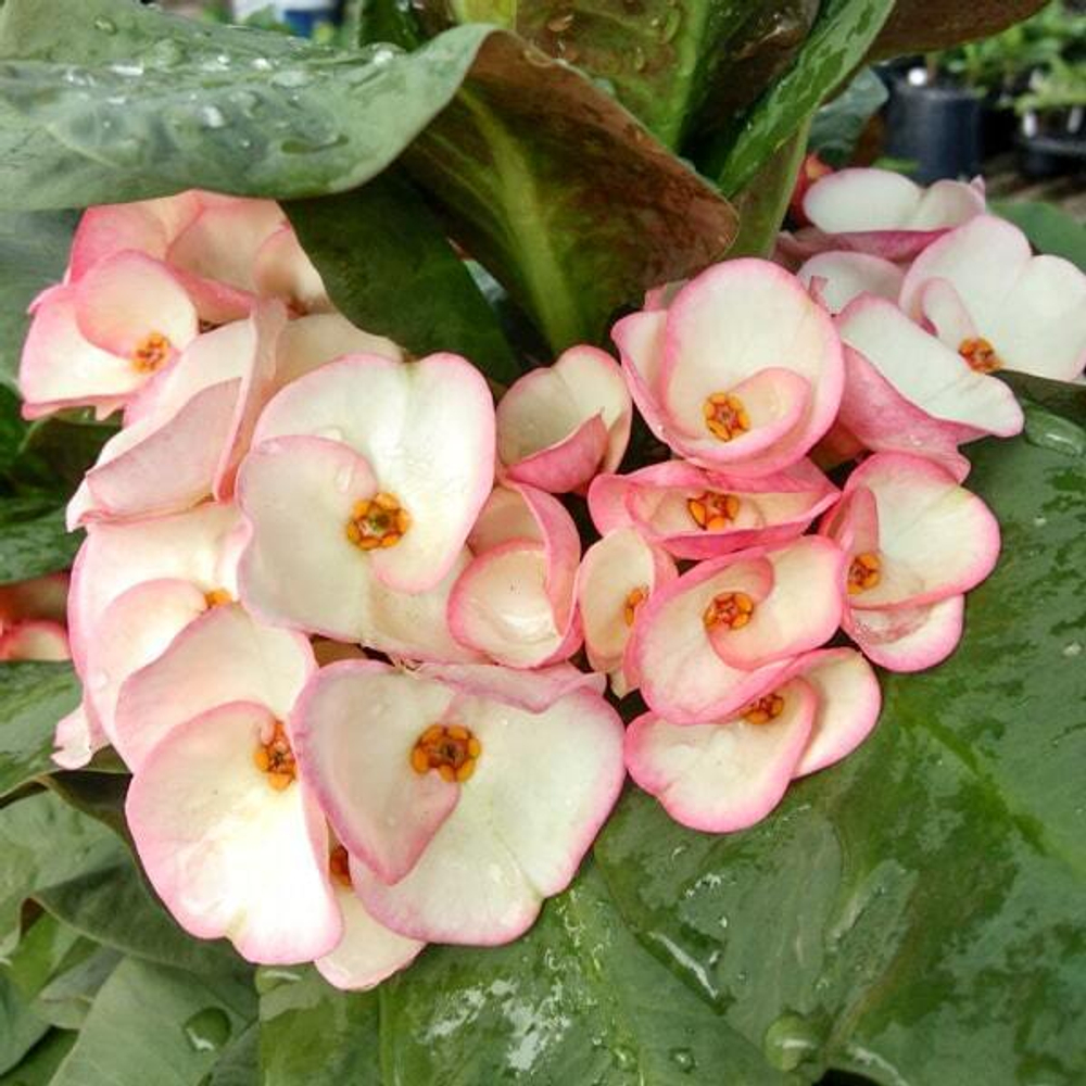 Эуфорбия Миля MILLIONAIRE RUBY