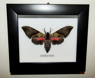 Бражник Anambulix elwesi самка в рамке