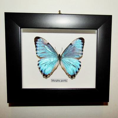 Бабочка Morpho portis в рамке