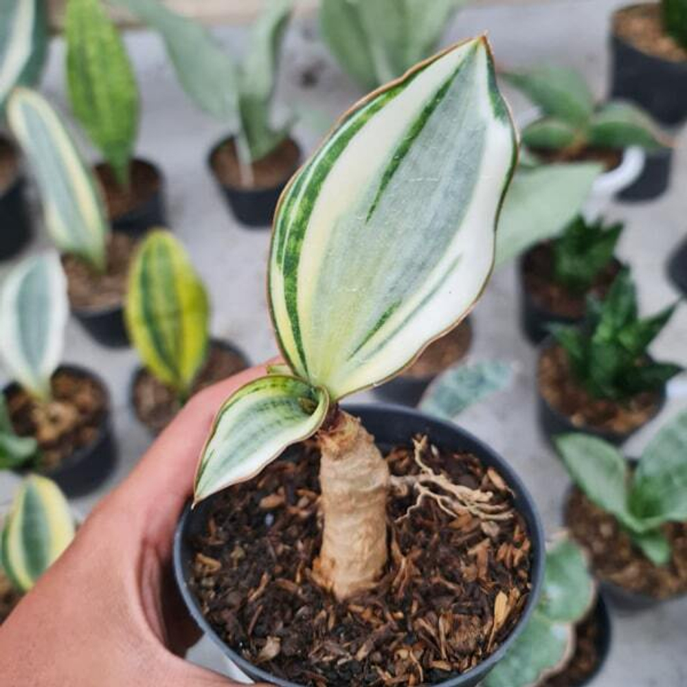Сансевиерия MASONIANA ROSET