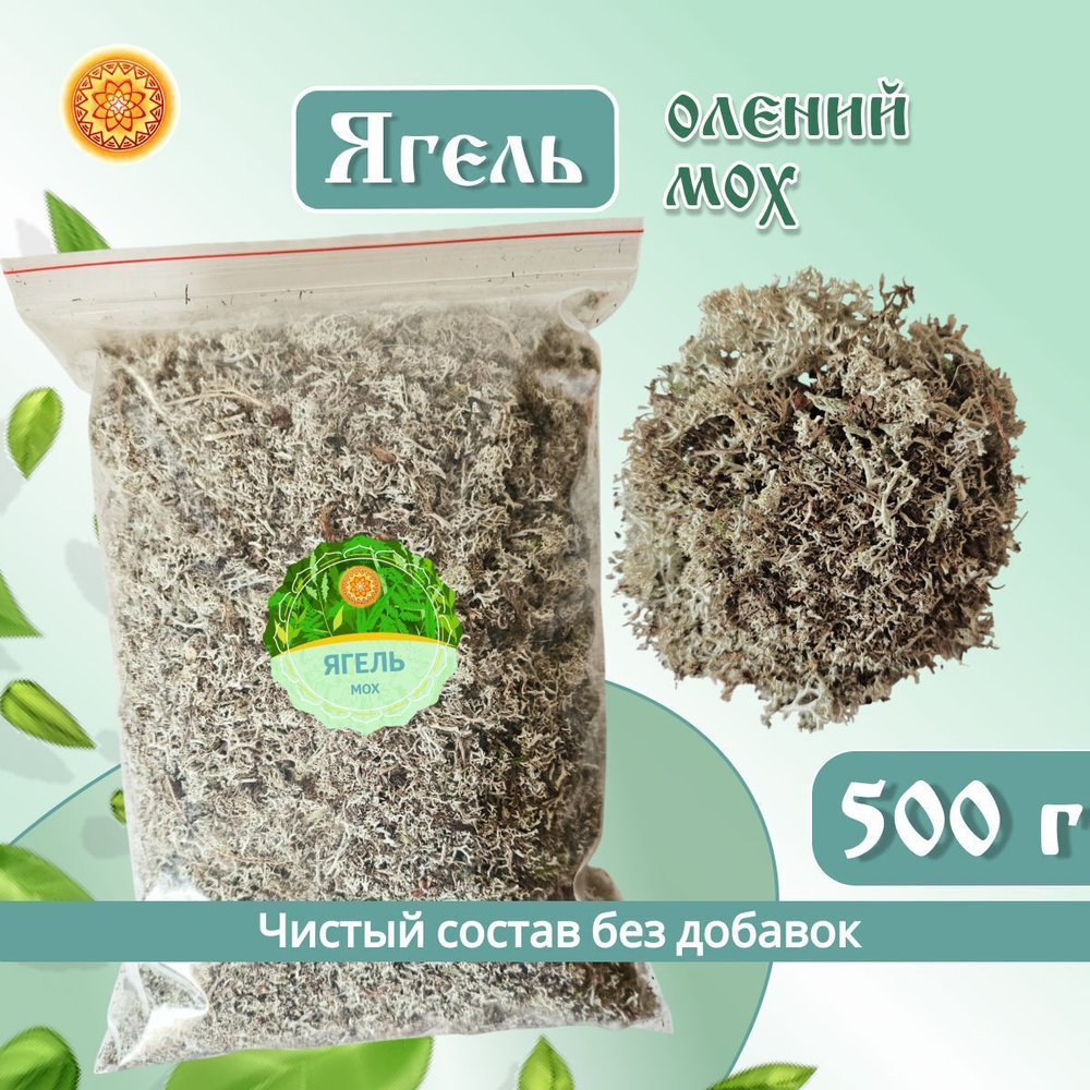 Ягель мох. Кладония.
