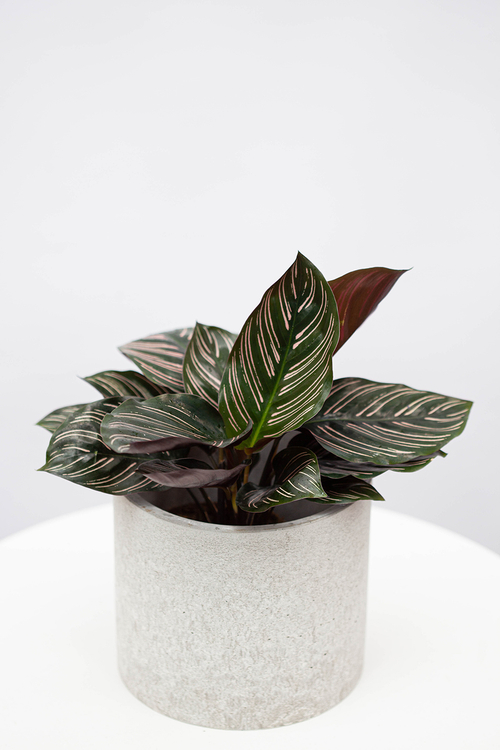 Калатея Сандериана Орната