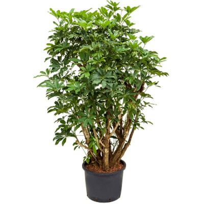 Шеффлера Orangery schefflera compacta 50/200