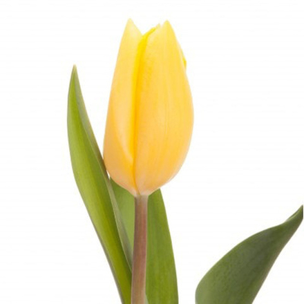 Тюльпан желтый