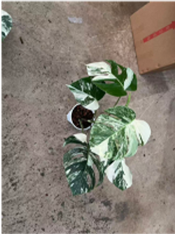 Монстера восхитительная White bac