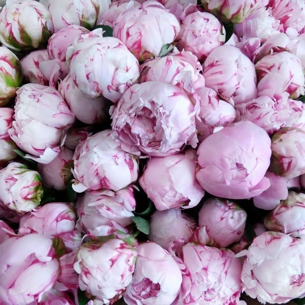 Букет пионов (Peony Blossoms)