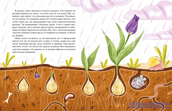 Тюльпан. Цветок султанов и мельников