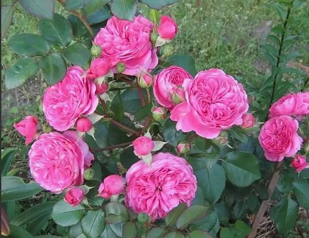 Баронесса (Baronesse)