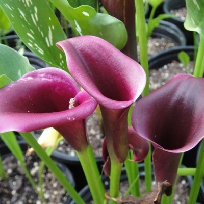 Калла Капитан Рено