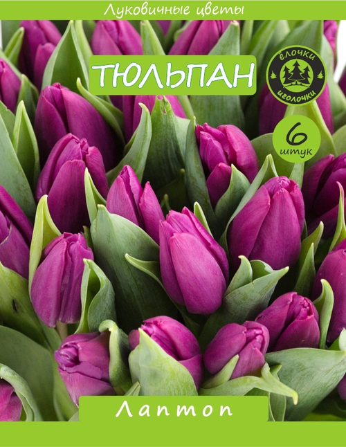 Тюльпан Луковица, Лаптоп, 6шт