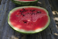 Арбуз Бедуин F1 5шт Мировые Семена VITA GREEN