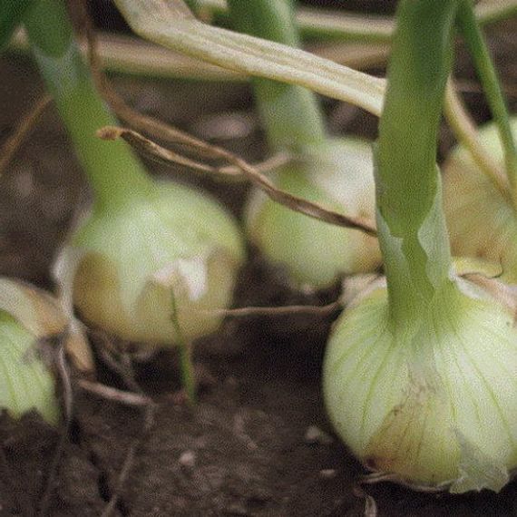 Кэнди F1 семена лука репчатого (Seminis / ALEXAGRO) культура