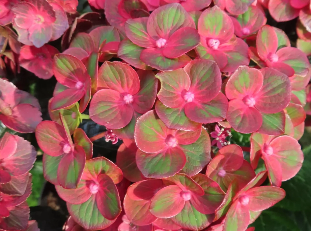 Rebelion Choco Love( Ребелион Чоко Лав) Р12 Европа 2026