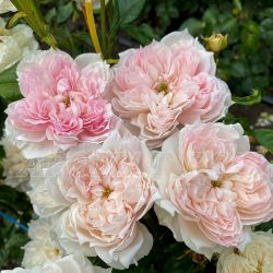 Сесиль де Воланж (Cecil De Volanges)