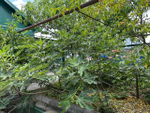 Хороший дом в х.Прикубанский, Славянского района