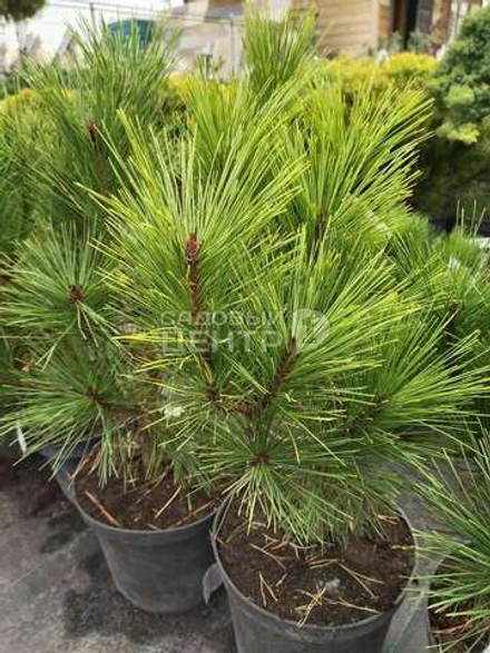 Сосна густоцветковая Умбракулифера С5 20-30