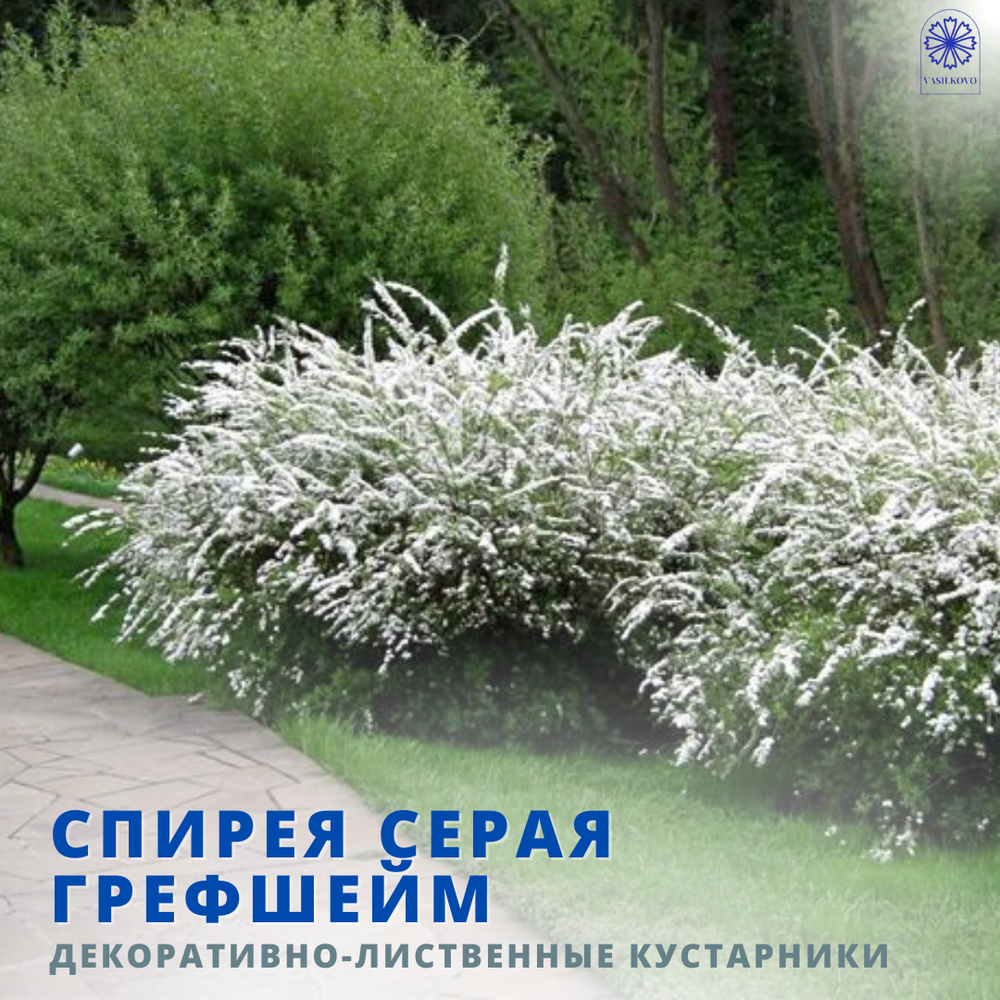 Спирея Грефшейм