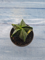 Astrophytum Myriostigma variagate (Астрофитум вариегатный)