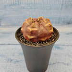 Gymnocalycium Daydream (Гимнокалициум)