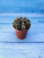 Gymnocalycium Friedrichii (Гимнокалициум)