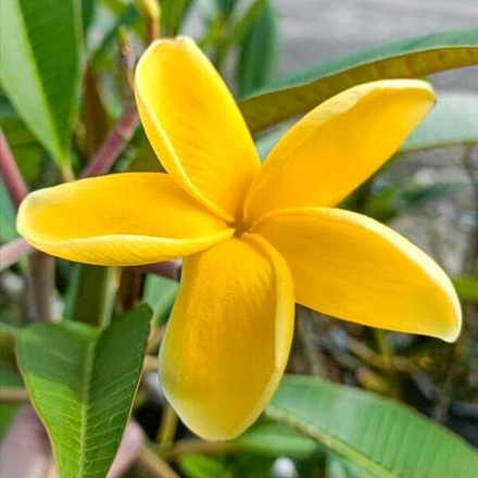 Плюмерия PREECHA YELLOW