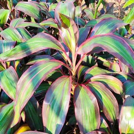 Кордилина PHET PHAN LAN