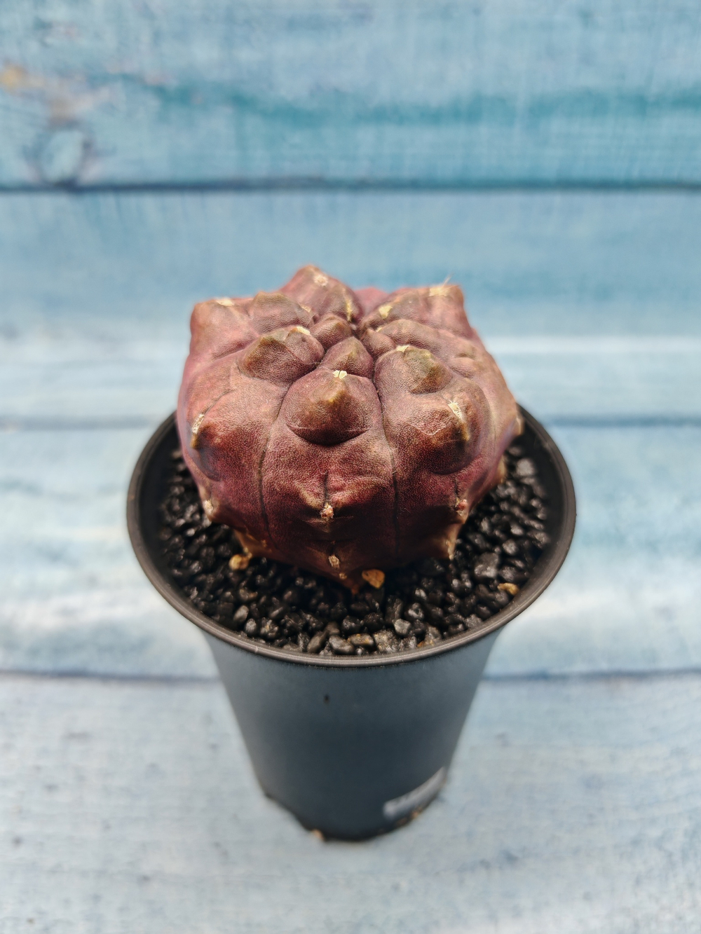 Gymnocalycium Daydream (Гимнокалициум)