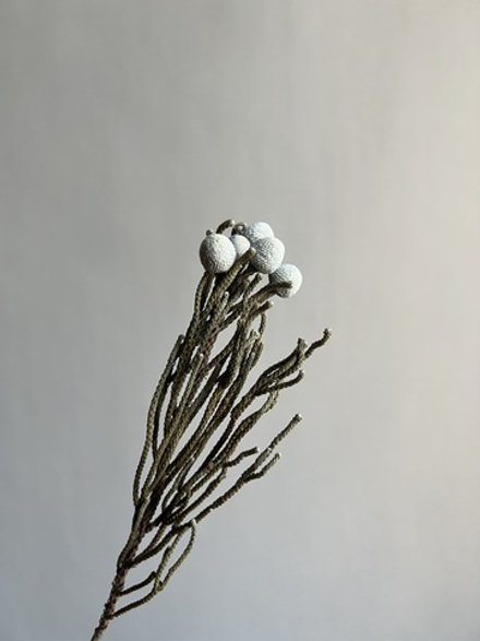 Бруния Сильвер 1 шт