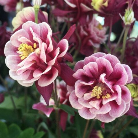 Аквилегия обыкновенная Винки ред энд Уайт С2