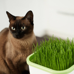 Аэросад. Здоровья клад, 9 ячеек