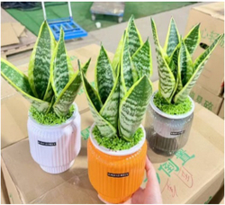 Сансевиерия Mini Forest д.12