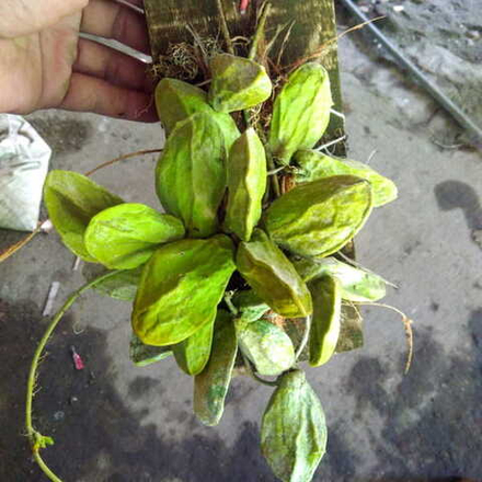 Дисхидия MAJOR