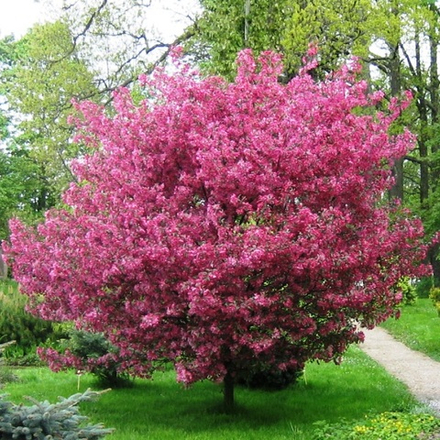 Яблоня Незвецкого