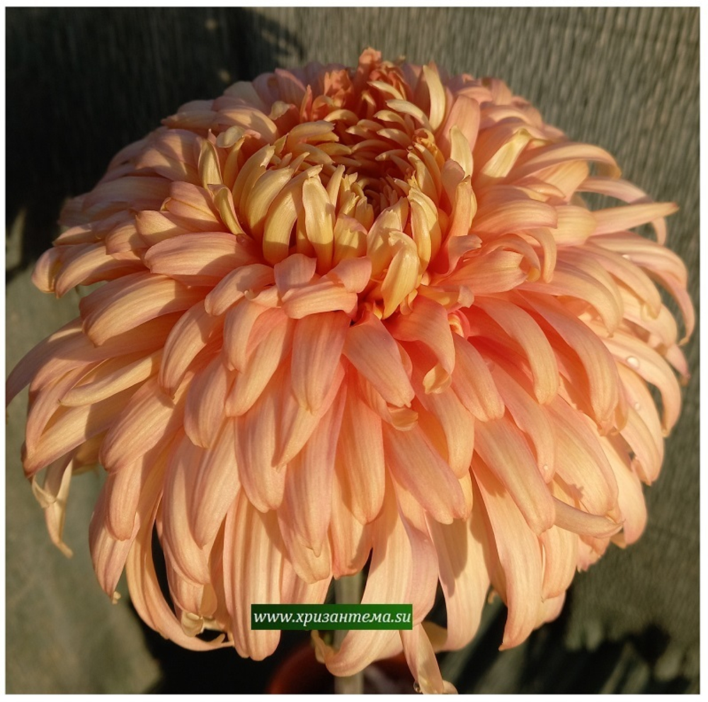 Хризантема крупноцветковая Patricia Millar Salmon /ан 36 /поставка май 2026г/