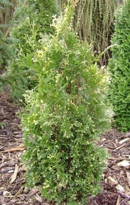 Туя западная Spotty Smaragd (Спотти Смарагд) 40 см