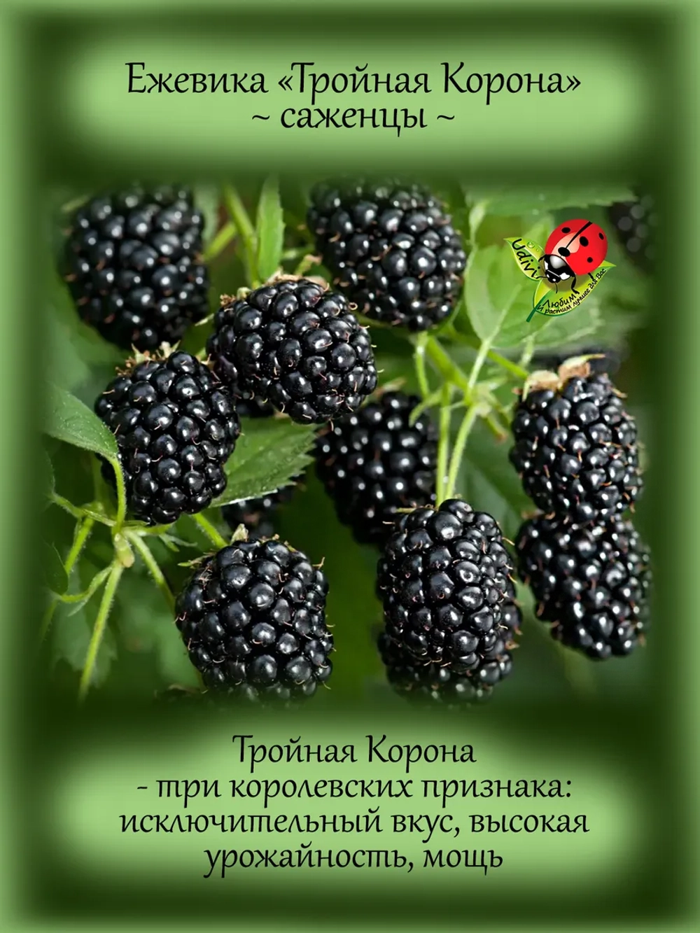 Ежевика Тройная Корона бесшипая