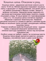 Антенария Кошачья лапка белая многолетник