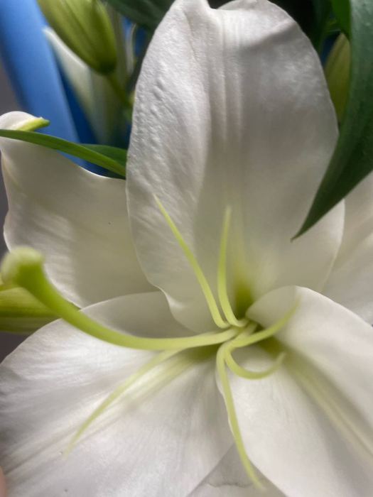 Букет из 5 белых лилий