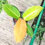 Филодендрон ORANGE CONGO (N91)